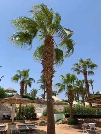 Palm trees against a clear blue sky at a beach resort